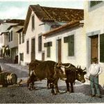 Madeira - Corca de bois