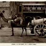 Aden - Camel water cart - Jemen