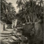 Biskra - L Oasis