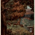 Rehe