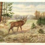 Hirsch