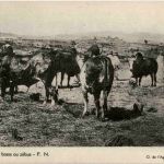 Boeufs a bosse ou zebus