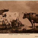 Potter - Vaches au paturage