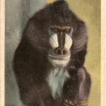 Singe Mandrill - Moonkey