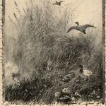 Jagd Postkarte - Enten