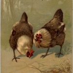 Hühner - Chicken - Prägekarte