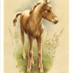 Fohlen - Pferd