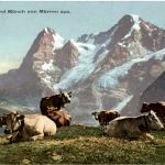 Eiger Mönch - Kühe
