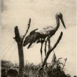cigogne de Macedoine