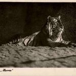 Halle - Zoologischer Garten - Tiger
