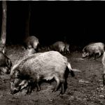 Wildschweine