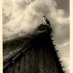 Giengen - Paul Gerhardt Stift 1938 - Störche