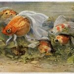 Berlin Aquarium - Fische - Künstlerkarte Neumann