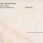 Berlin Aquarium - Fische - Künstlerkarte Neumann