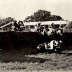 Courses de Craon - Pferde