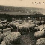 Pourville - Sheep