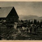Allgäuer Alpen, Seealpe, Almabzug