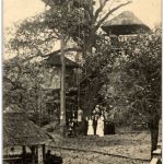 Robinson - Le Vrai Arbre