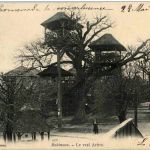 Robinson - Le vrai Arbre