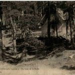 Peira Cava - un coin de la Foret