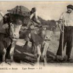 Biarritz - Boeufs