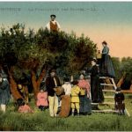 en Provence - La Cueilette des Olives