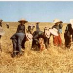 Harvesting in Thailand