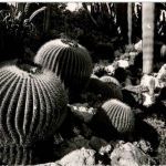 Monaco - Jardin Exotique