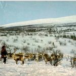 Finland - Lappalainen ja porot tunturissa