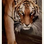 Tiger Tierparadies Stuttgart Cannstatt