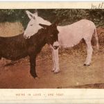 We are in Love - donkey Esel