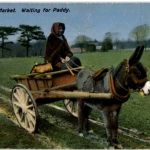 Esel Kutsche Donkey