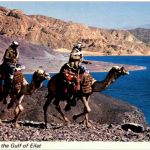 Bedouins at the Gulf of Eilat camel