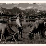 Seefeld Kühe