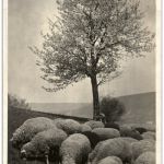 Weidende Schafe