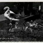 Jeunes cygnes au Lac Leman