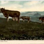 Kühe auf der Alp