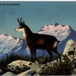 Gemsen im Hochgebirge