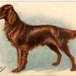 Hund - M. Hollyer