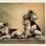 Hunde