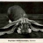 Englisches Widderkaninchen - Rammler