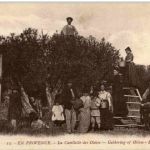 Provence - La Cueillette des Olives