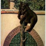 Basel - Zoo - Bär