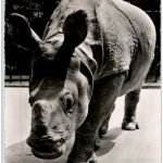 Basel - Zoo Nashorn