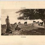 Egypte - Paysage