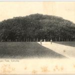 Calcutta - Great Banyan Tree