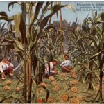 Plantations de melons
