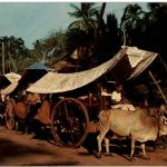 Malacca - Bullock Carts