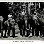 Ceylon - Elephant Parade Kandy