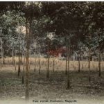 Singapore -Para Rubber Plantation